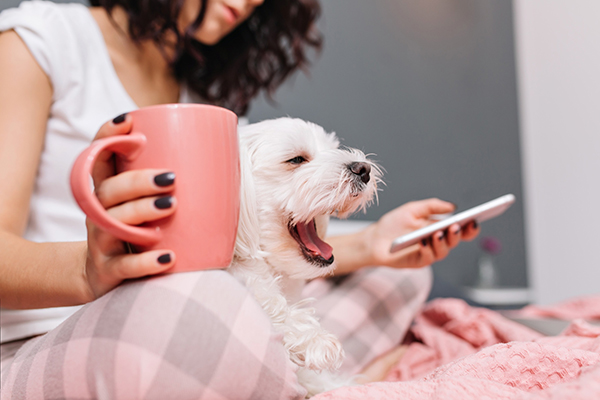 Sweet little white dog yawning on knees young woman in pajamas chilling on sofa with a cup of tee