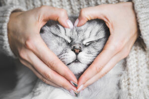 Gaia Pet donna che tiene il bel viso di gatto che fa a forma di cuore con le mani ama gli animali domestici