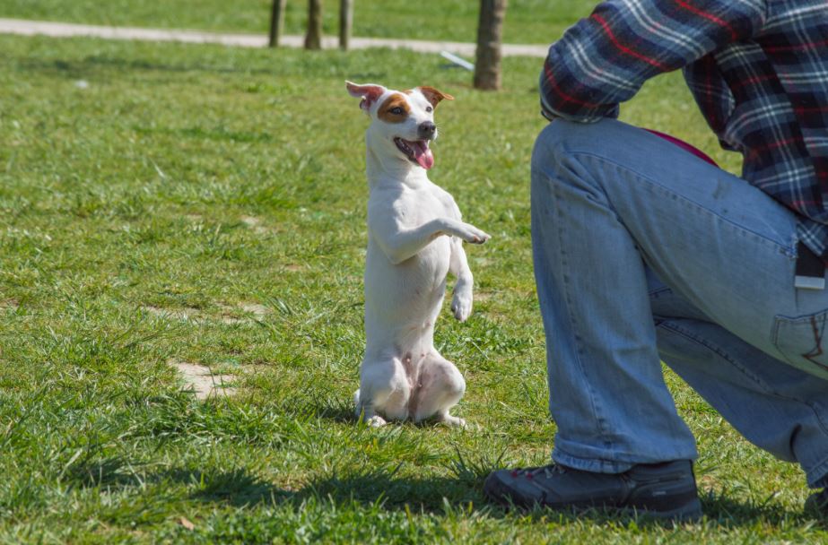 Come educare il cucciolo di cane - Cose di Casa