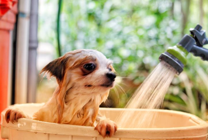 miglior shampoo per cani