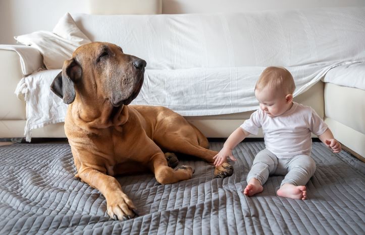 cuscino per cane grande