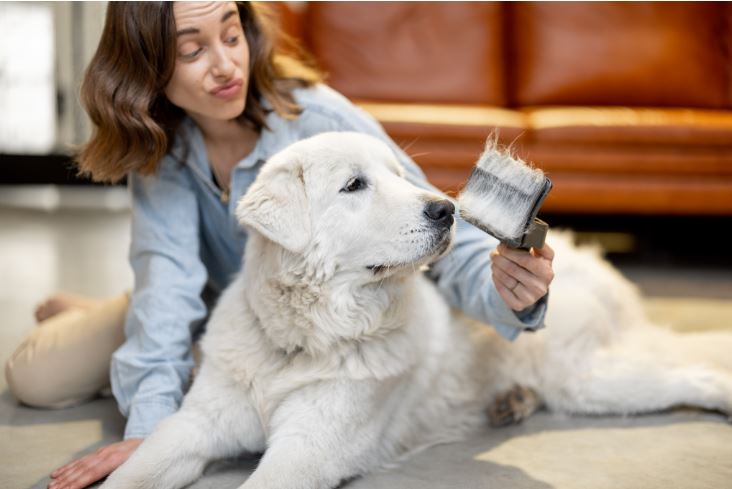 Spazzola per cani Terrier ideale per rimozione pelo morto, by Clama