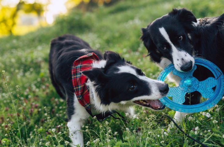 Giocattoli per cani da provare assolutamente - GaiaPet