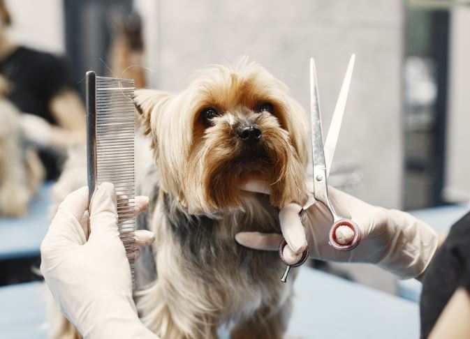 Come spazzolare correttamente il tuo cucciolo di barboncino 