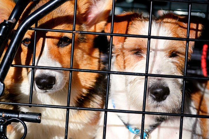 Griglie auto per cani: Quale scegliere? Come si montano? 5 modelli