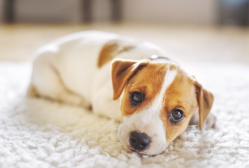 tappetini lavabili per cani