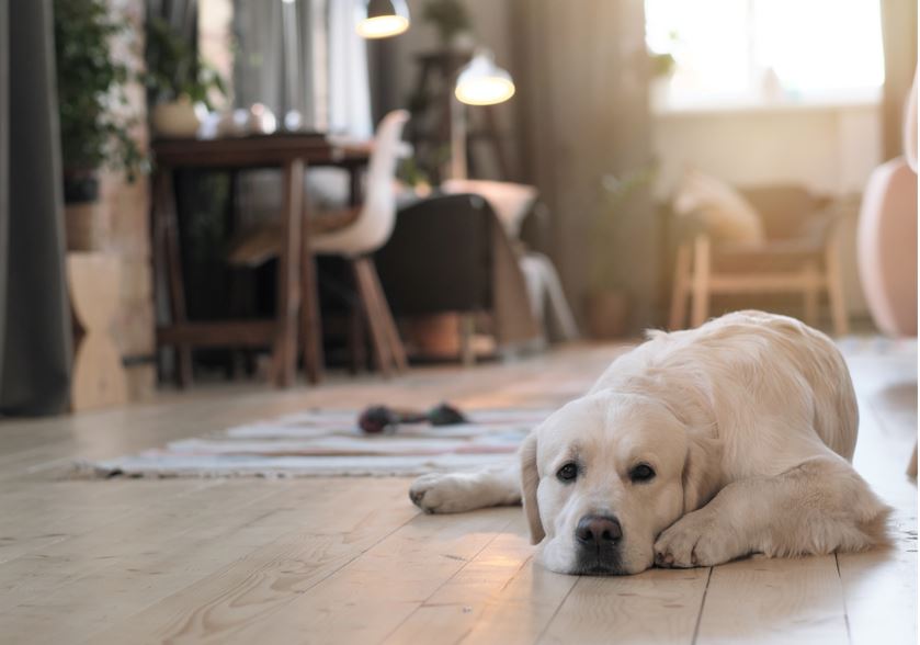 Dimensioni tappetino per cani: come scegliere il più adatto - GaiaPet
