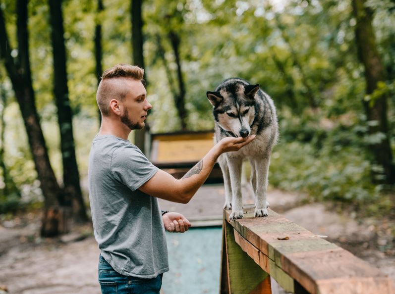 il cane adulto impara