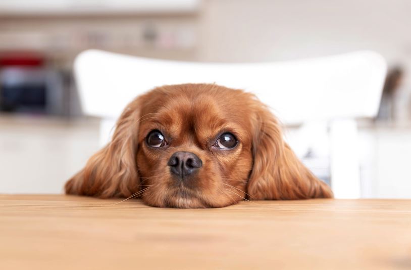 Porta traversine per cani: cosa sono e quanto sono utili - GaiaPet