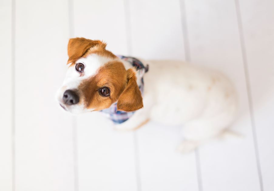 Il metodo migliore per togliere le macchie e l’odore di pipì del cane dal pavimento