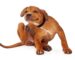 come capire se un cane ha le pulci