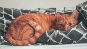 Questa immagine mostra un gatto arancione che sta sdraiato su un letto e poggia la testa su una coperta con strisce bianche e nere. Il gatto guarda direttamente la fotocamera con gli occhi un po' socchiusi. L'importanza della flora intestinale per il benessere dei nostri amici animali.