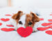 cute-jack-russell-dog-home-with-red-love-roses-hearts-romance-valentines-concept