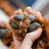Cura dei polpastrelli del cane
