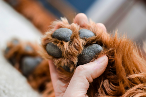 Cura dei polpastrelli del cane