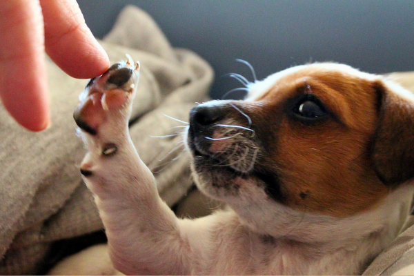 Cura dei polpastrelli dei cuccioli