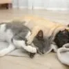 probiotico e prebiotico per cani e gatti guida completa