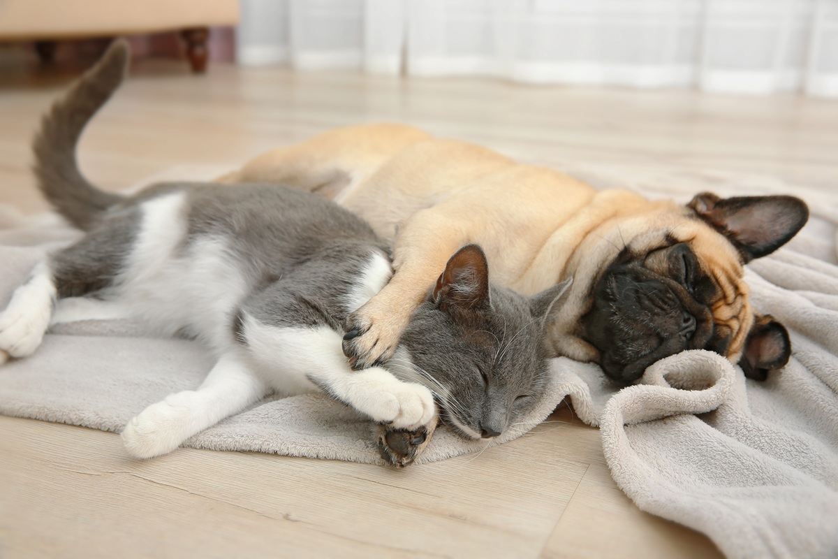 probiotico e prebiotico per cani e gatti guida completa