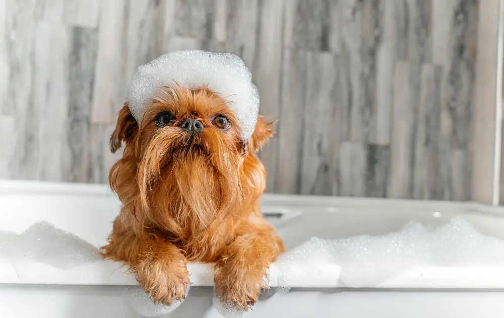 bagno cane estate frequenza shampoo pelo corto lungo