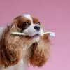 come pulire i denti al cane senza spazzolino metodi efficaci