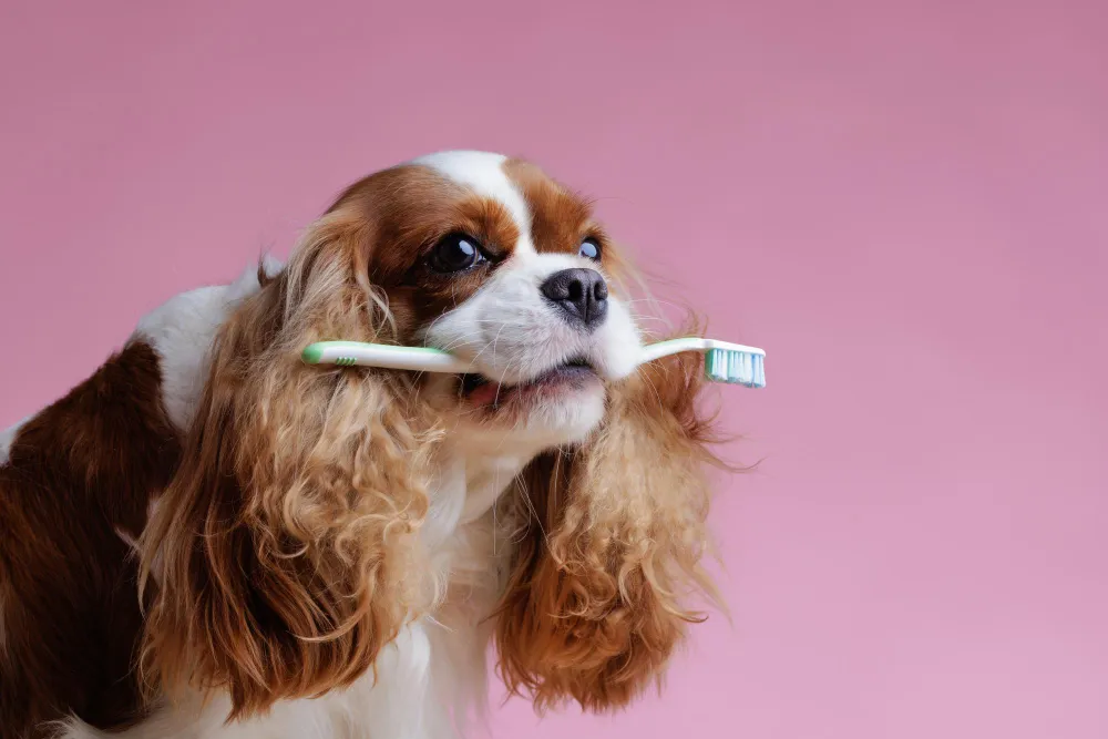 cane-spazzolino come pulire i denti al cane senza spazzolino metodi efficaci