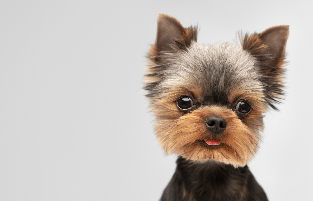 naso secco cane cause rimedi cosa fare