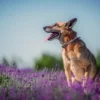 cane anziano cura salute benessere quotidiano