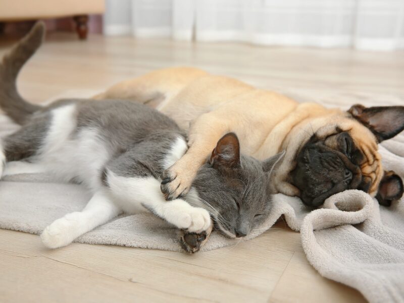 Domande frequenti su cani e gatti | Gaia Pet