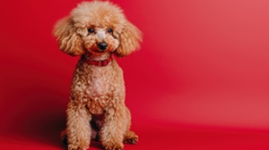 guida igiene e cura del cane pelo sano toelettatura
