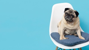 guida tappetini igienici per cani addestramento