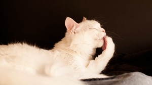 guida igiene e cura del gatto pelo lucido toelettatura