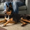 cane adulto che presta attenzione alle proprie zampe in ambiente domestico