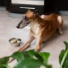 cane adulto che mangia dalla ciotola durante il cambio di alimentazione