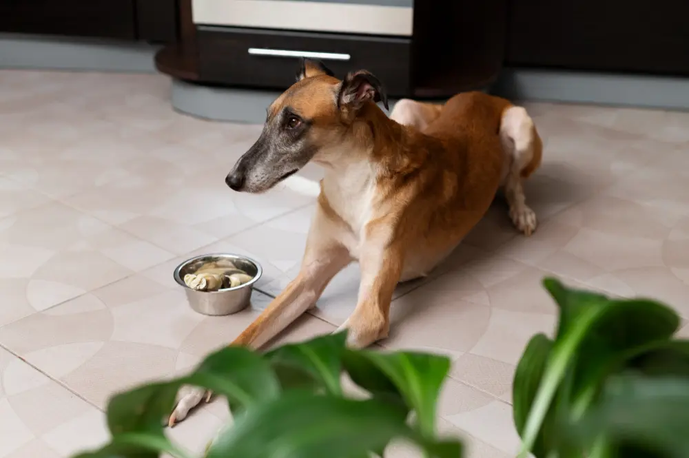 cane adulto che mangia dalla ciotola durante il cambio di alimentazione