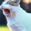 guida igiene orale del gatto denti sani Gaia Pet