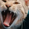 gatto adulto osservato da vicino durante il controllo della salute orale