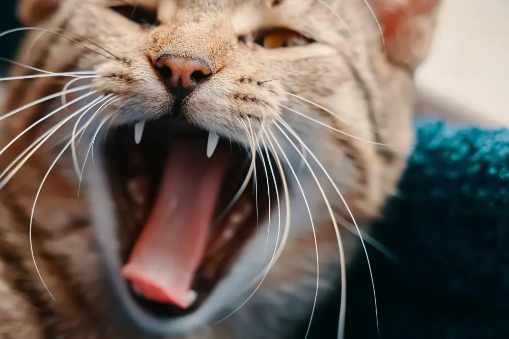 gatto adulto osservato da vicino durante il controllo della salute orale