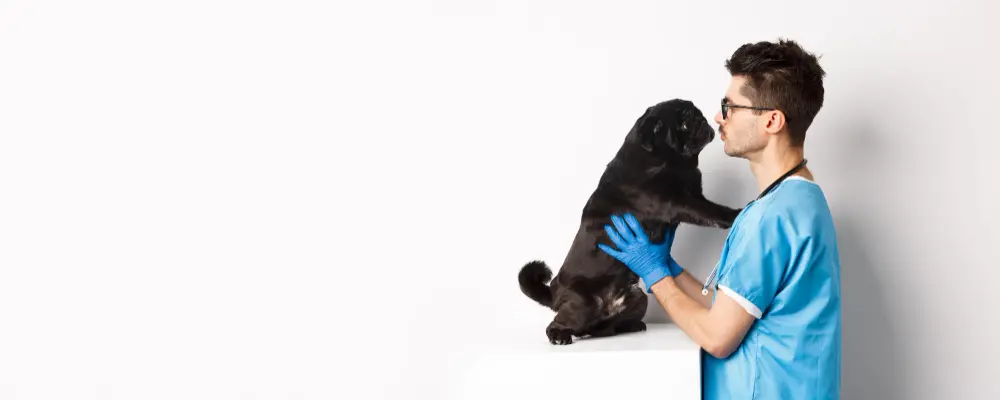 cane e veterinario per un problema intestinale del cane