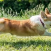 olio di salmone per cani, cane con pelo lucido e sano